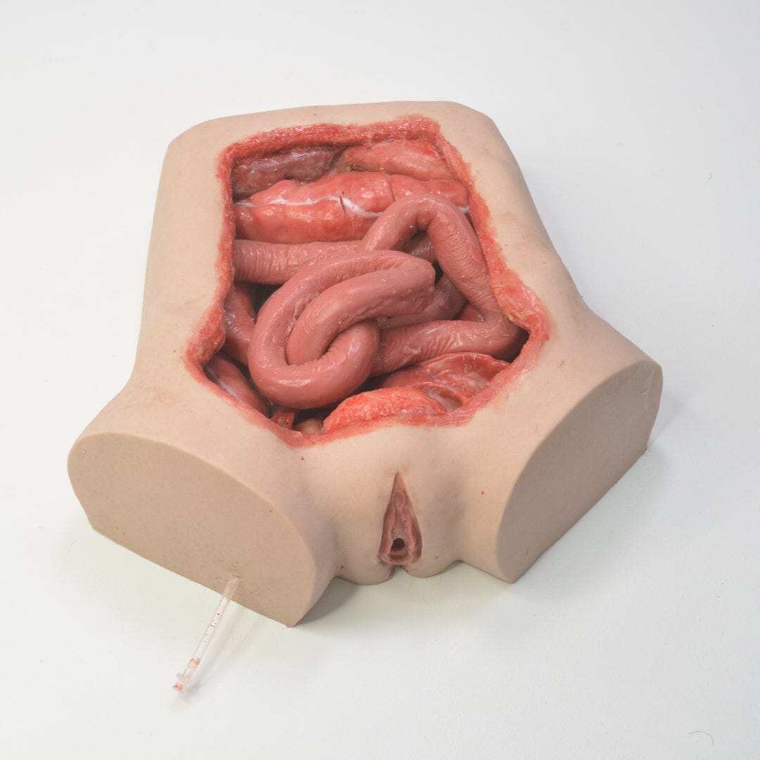 Internal Organ Model